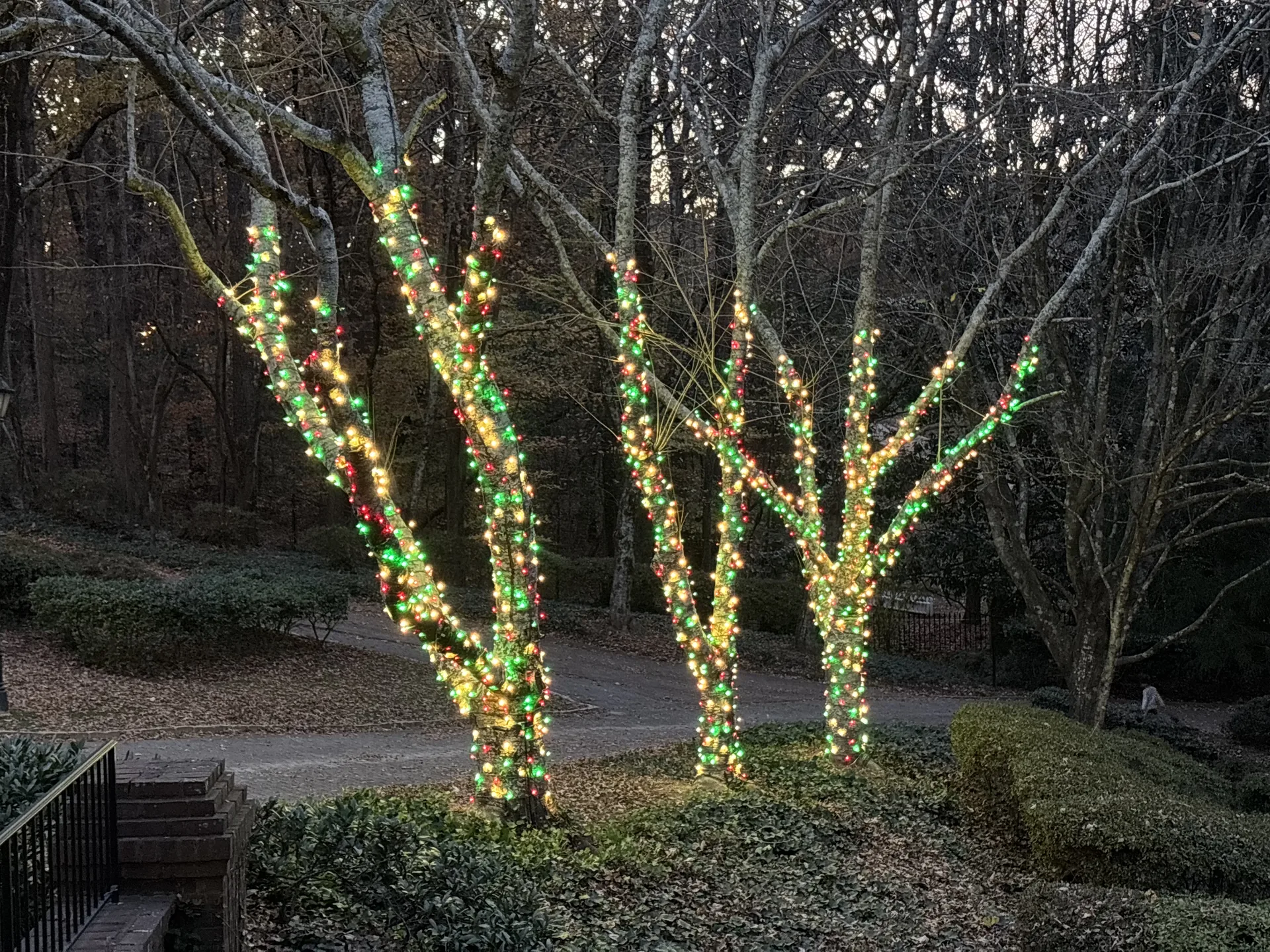 Color tree lighting on an Atlanta property