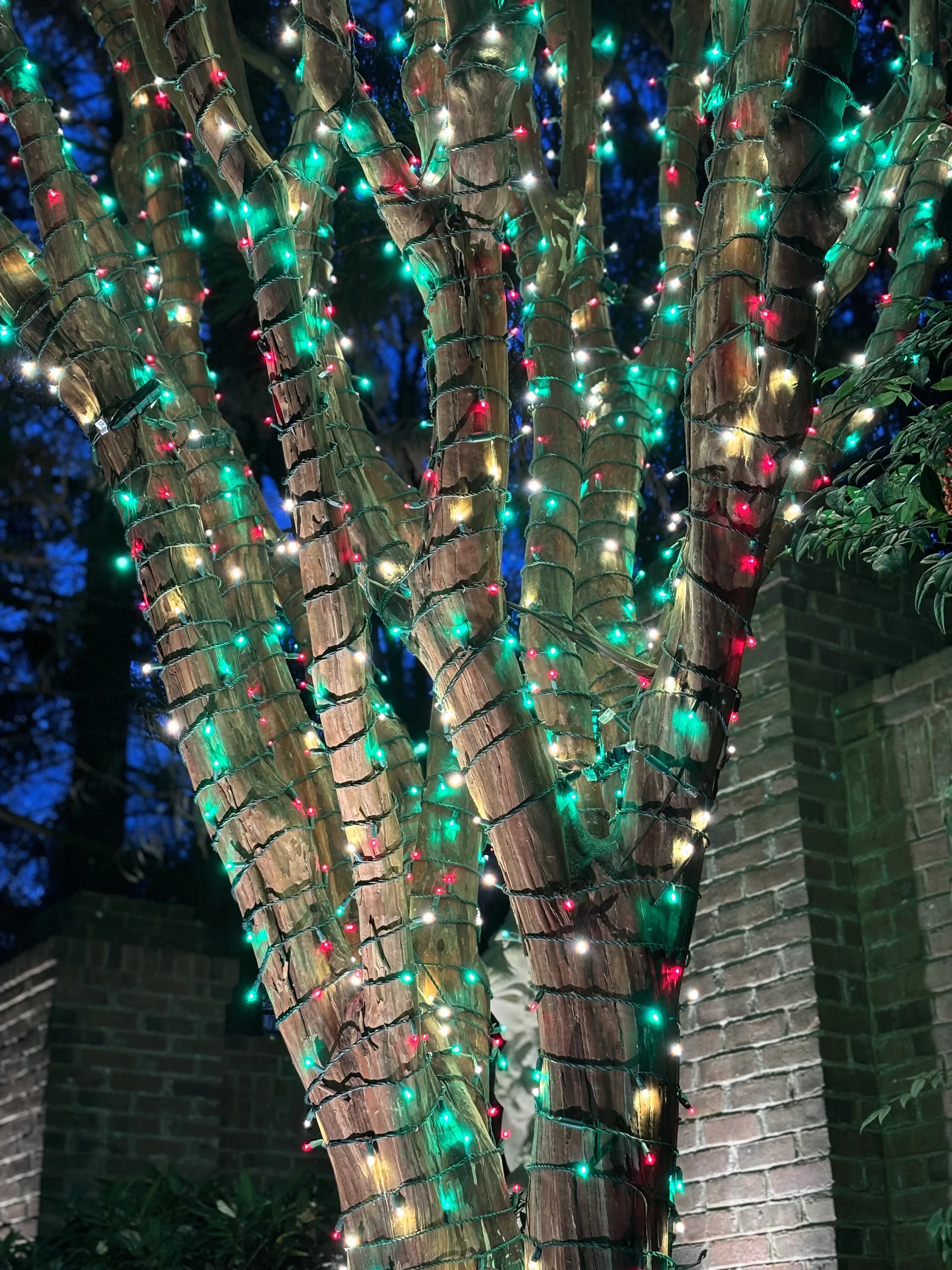Color mini lights wrapped through tree trunks and branches